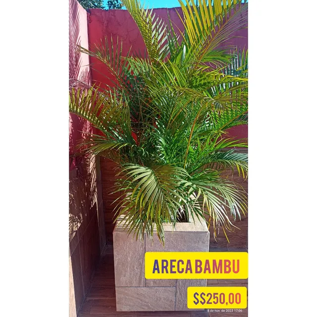 Vende se essas plantas 