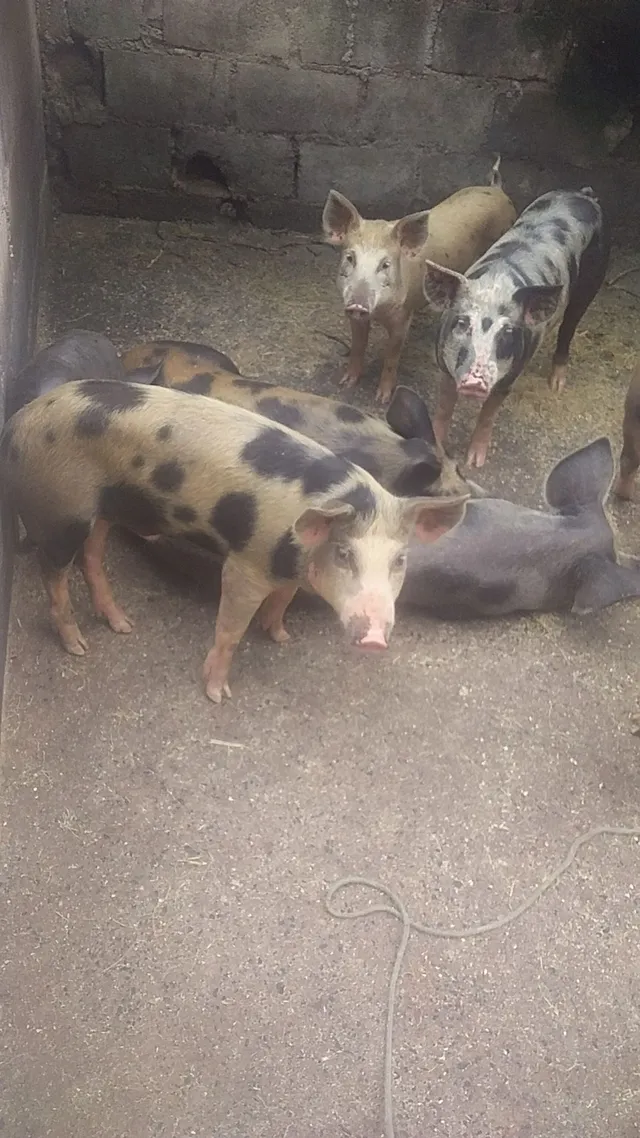 Leitao caipira
