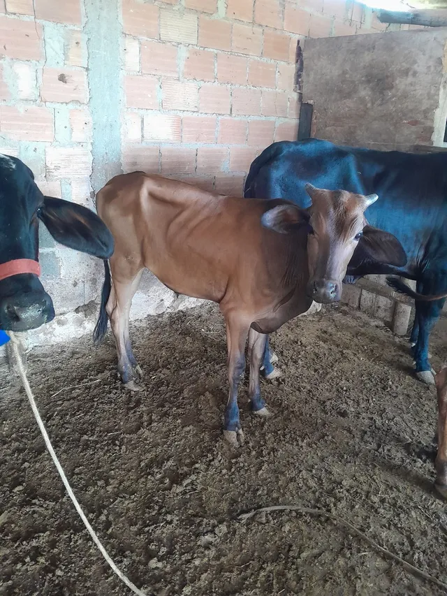 Bezerro girolando castrado