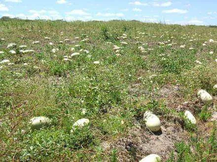 Melancia Forrageira (Melancia de Cavalo)