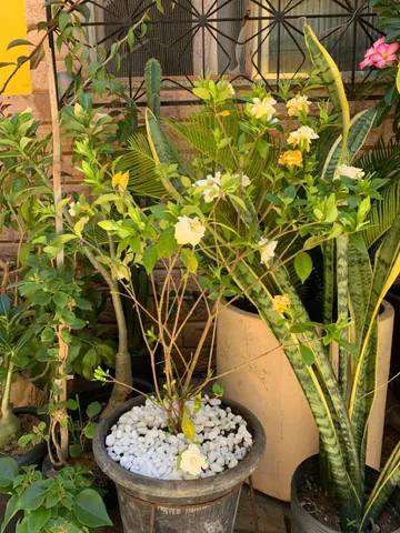 Gardênia planta