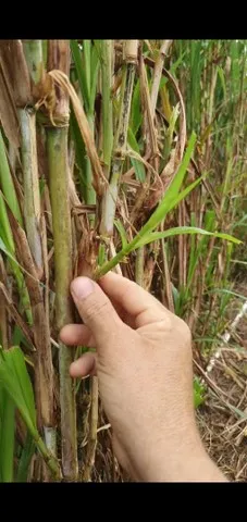 Mudas do Brs Capiaçu disponível a R$0,25 centavos