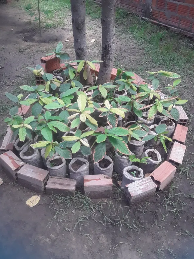 cupuacu mudas 