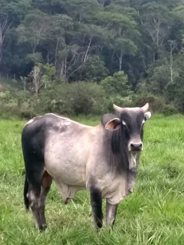 Vendo touro reprodutor Nelore 