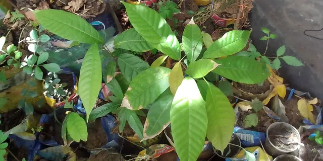 Pé de cacau