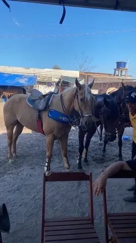 Cavalo manso de direita 