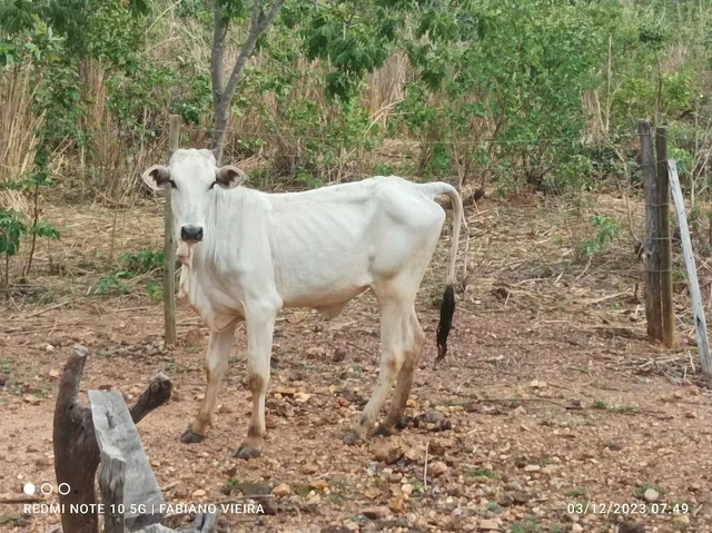 Novilhas disponível 