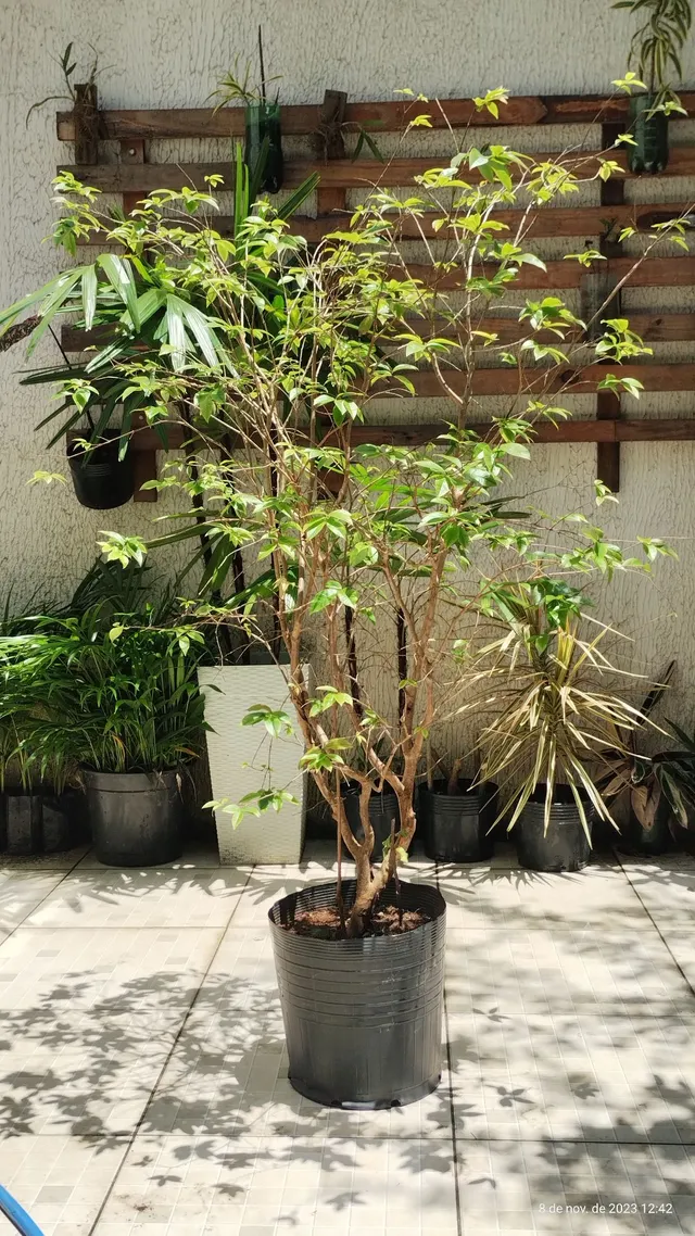 Muda Jabuticaba 
