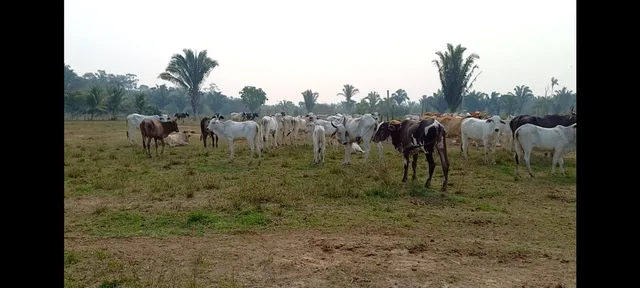Vacas e novilhas