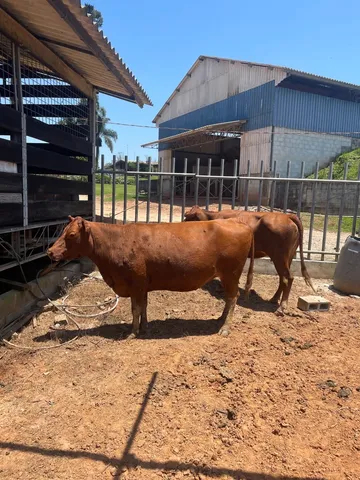 Vaca Angus com bezerro 