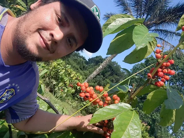 Sementes guaraná 200 brs