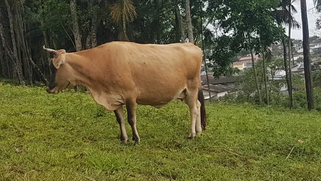 Vendo vaca jersey 