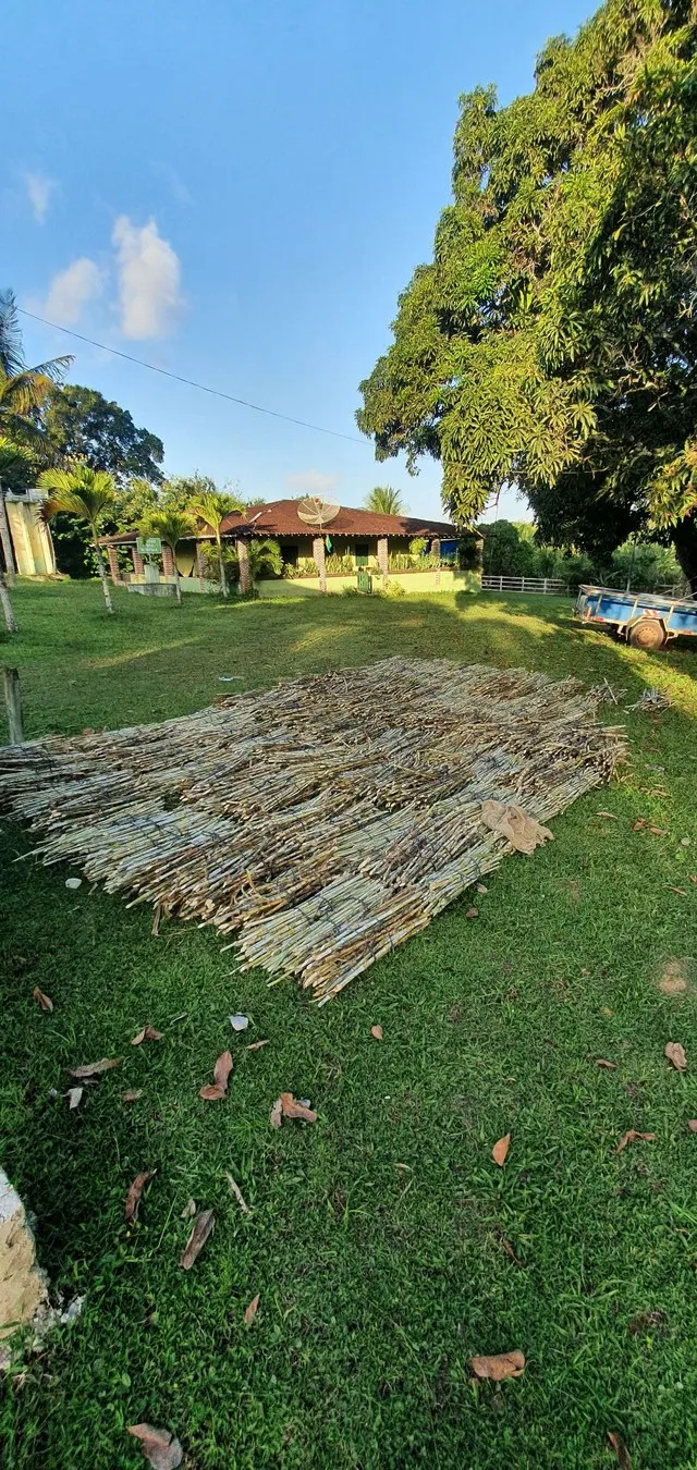 SEMENTE DE CAPIAÇU A PRONTA ENTREGA "GEMA"