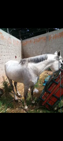 Cavalo marcha batida marcado no manga larga