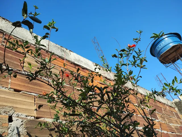 Vendo esse pé de romã,em fase de florir