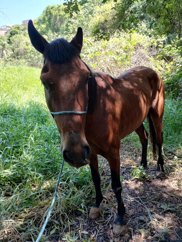 Cavalo castanho novo bom de carroça 