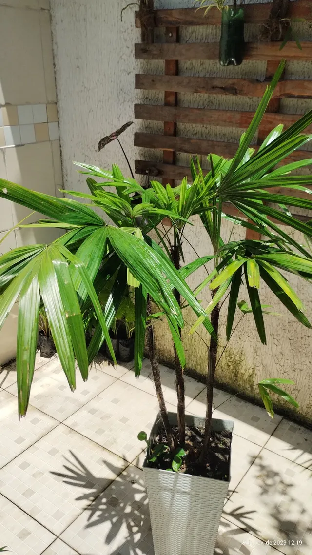 Planta Ráfia no vaso
