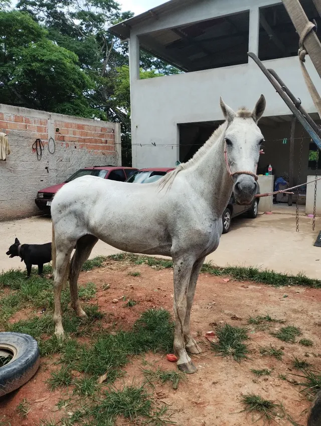Égua marcada no manga larga 