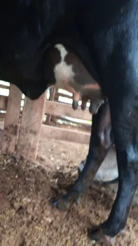 Vaca leiteira 