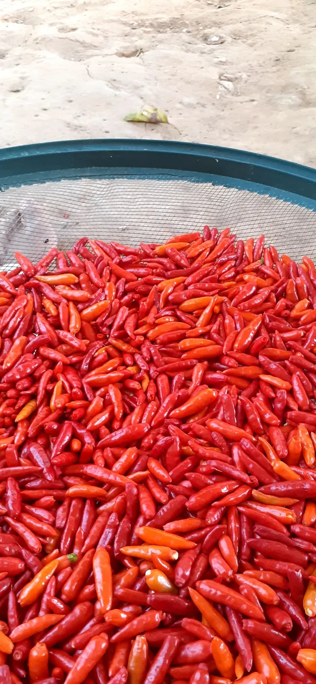 Pimenta Malagueta em Conserva.