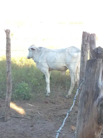 Um garrote e uma novilha