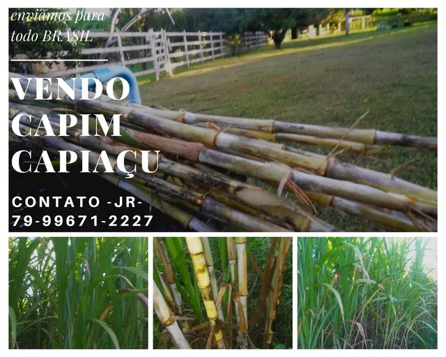 TENHO DISPONÍVEL MUDAS DO CAPIM BRS CAPIAÇU EMBRAPA 