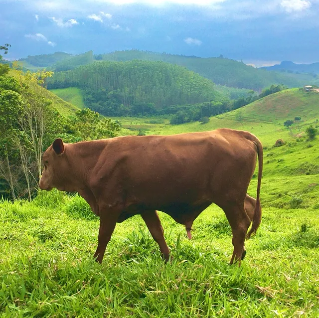 Tourinho e novilhas Senepol Po