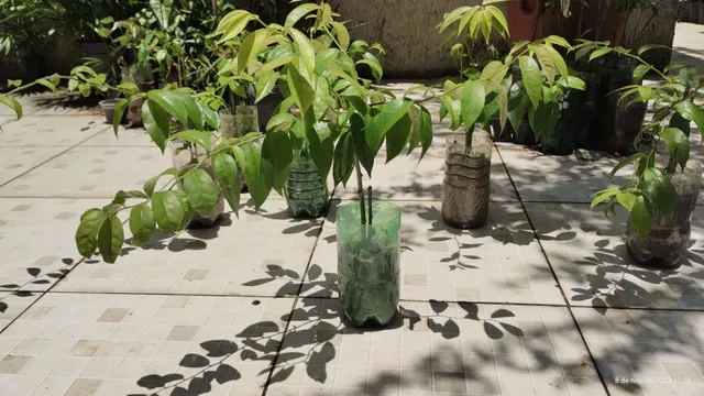 Mudas Ora Pronobis