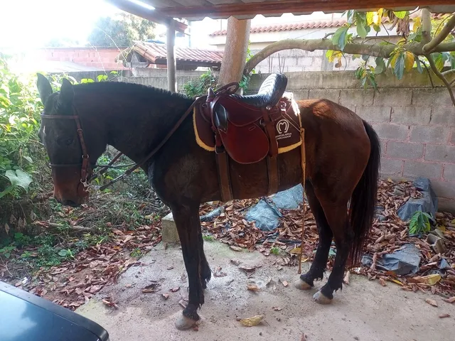 Vendo ou troco Égua máquina de batida