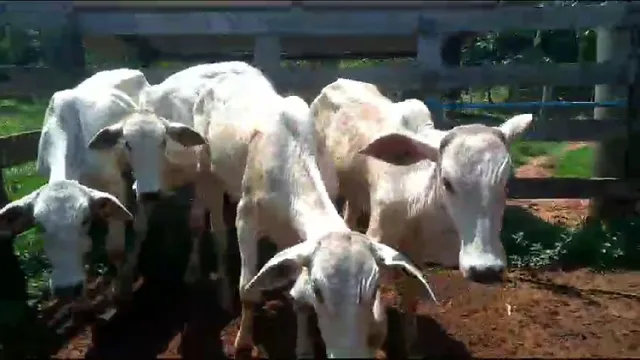 Vendo 6 bezerras Nelore a 1600,00 cada
