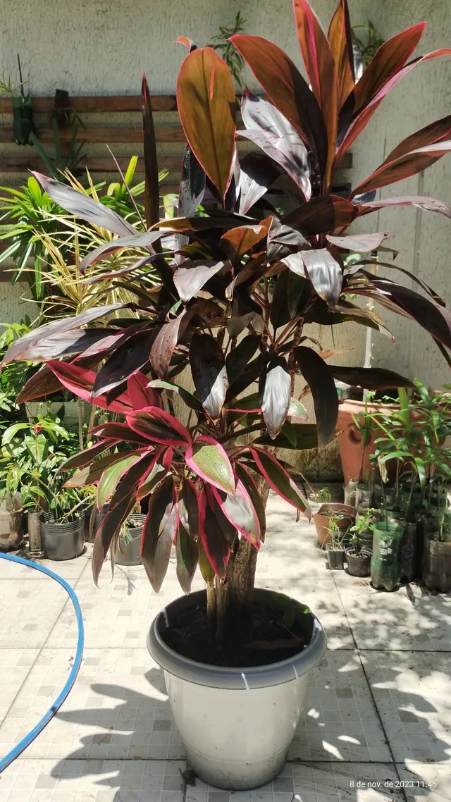 Dracena Roxa no vaso