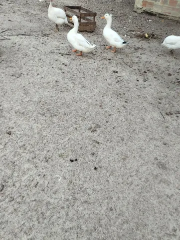 Paturi/marreco macho em Bragança 