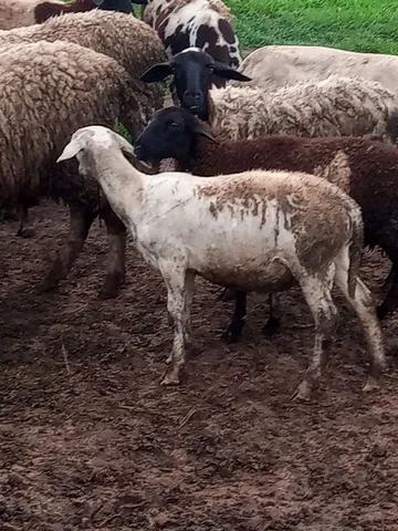  Vendo porco e carneiro
