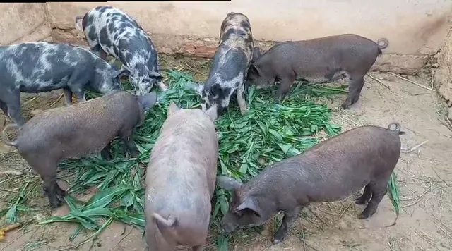 Vende-se leitões, e leitoas. 20Kg LINPO