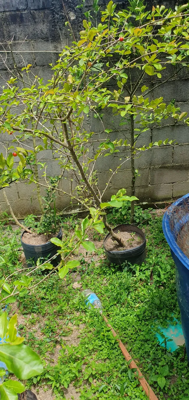 Acerola produzindo