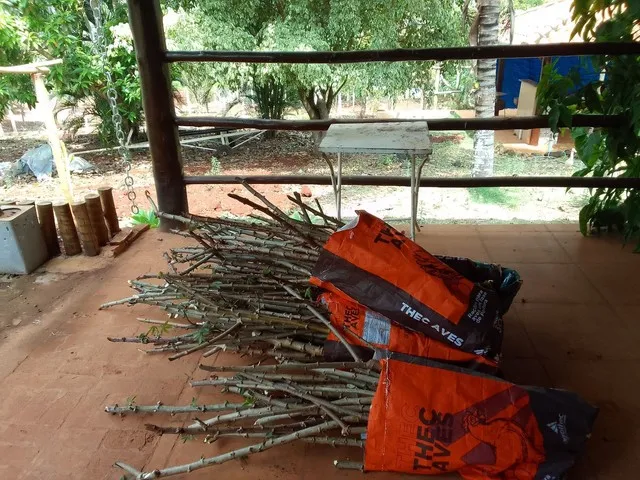 Ramas de mandioca 