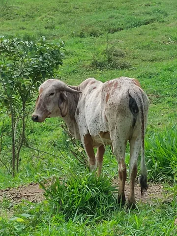 Novilhas enchertadas 