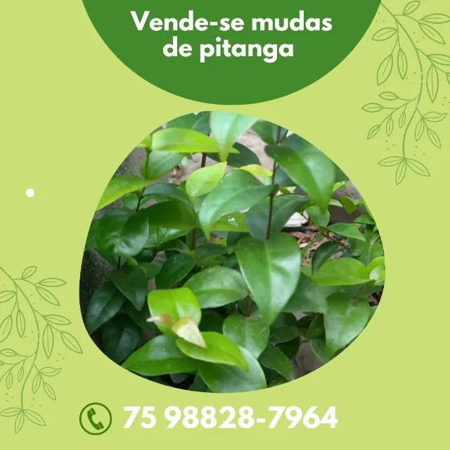 Vende-se mudas de pitanga