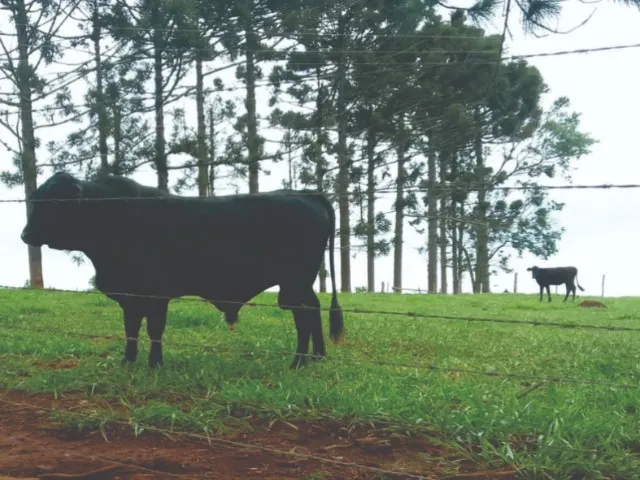 Reprodutor Aberdeen Angus Ultrablack PO