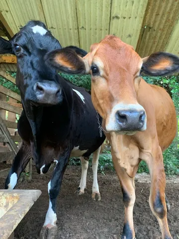 Vacas leiteiras e bezerras