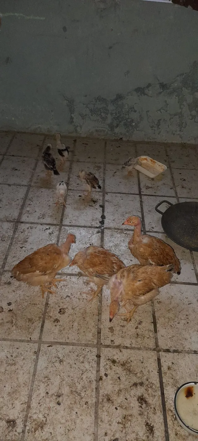 Vendo pintinhos já grandes