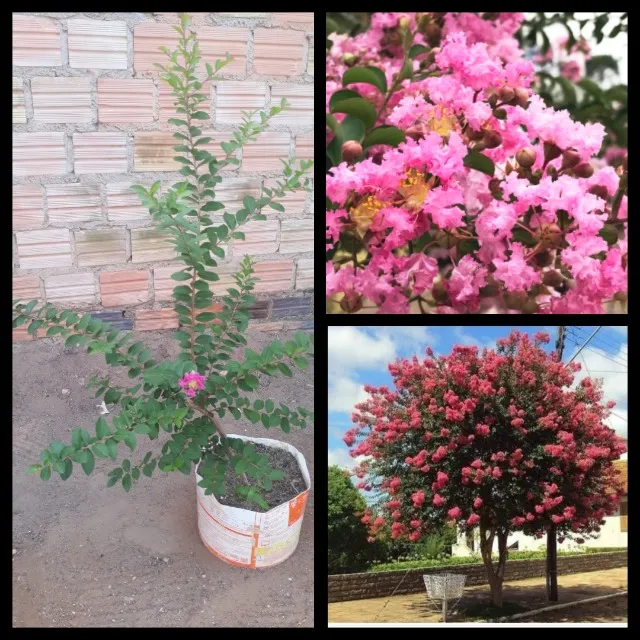 Plantas 