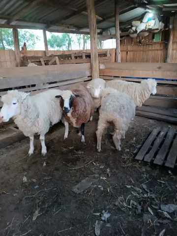 Vendo ovelhas matrizes 