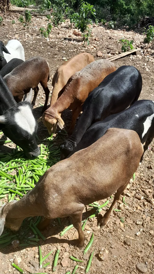 Animais