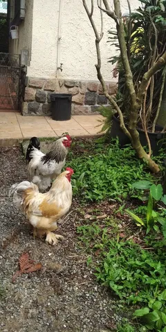 Galo 