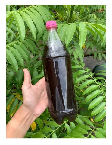 Azeite de coco banbaçu 