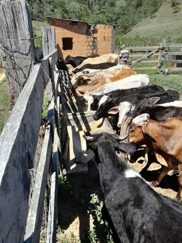 Vendo 21 cabeças de gado 