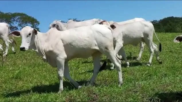 Novilha Nelore