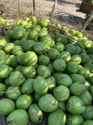 Coco verde e coco seco !!