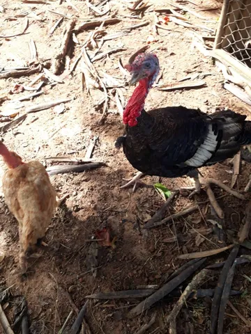 Vende-se Peru